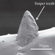 Image for article titled The strongest natural substance known to man is… sea-snail teeth